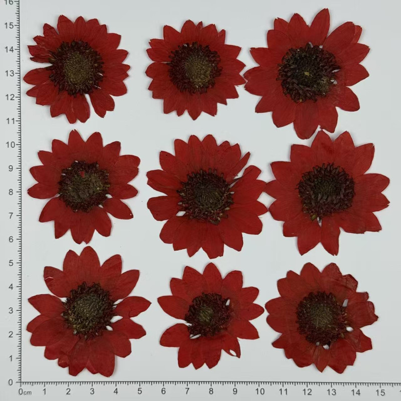 Dried Pressed Flowers Sunflower