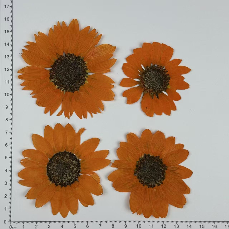 Dried Pressed Flowers Sunflower