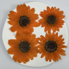 Dried Pressed Flowers Sunflower