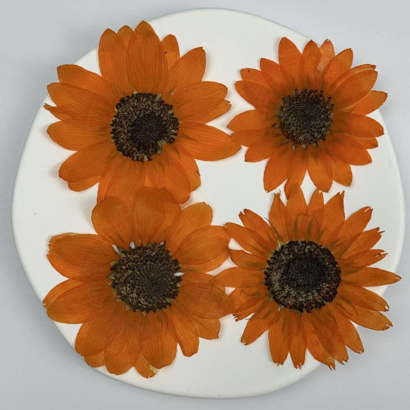 Dried Pressed Flowers Sunflower