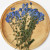 Forget-Me-Nots with Stem