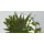 Leaves Collections