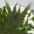 Leaves Collections