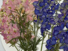 Dried Flowers with Stems