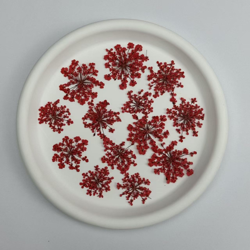 Dried Pressed Flowers Queen Anne's Lace
