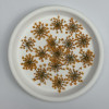 Dried Pressed Flowers Queen Anne's Lace